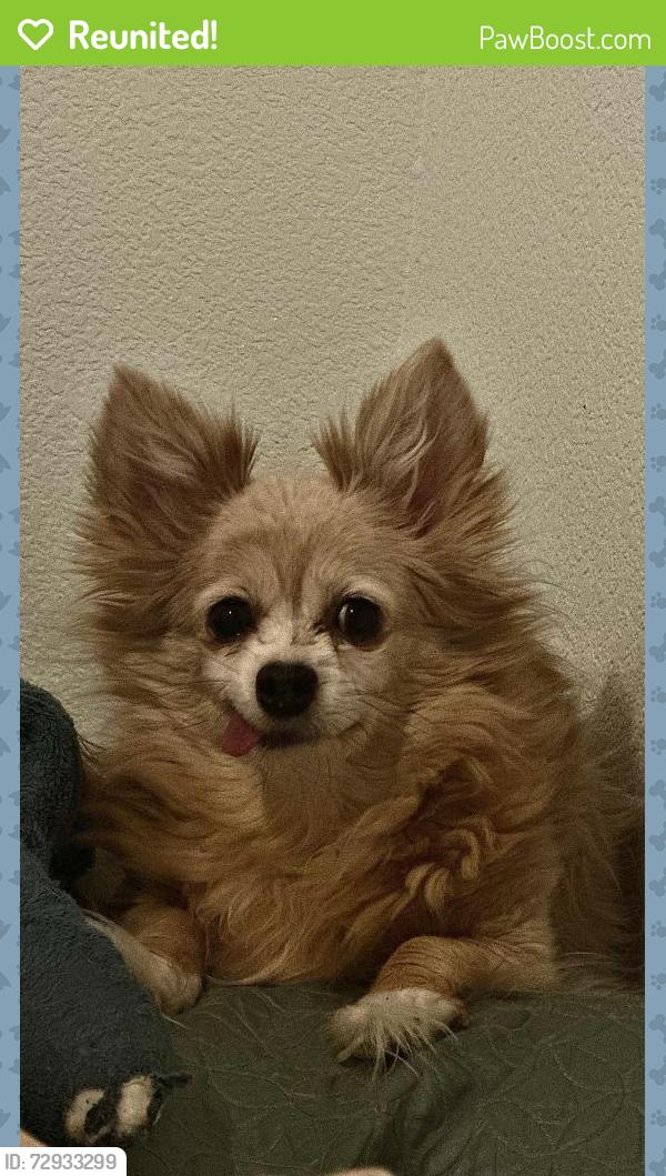 Reunited Female Dog last seen UNLV , Paradise, NV 89119