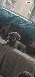 Lost Female Dog last seen Waldo, Houston, TX 77074