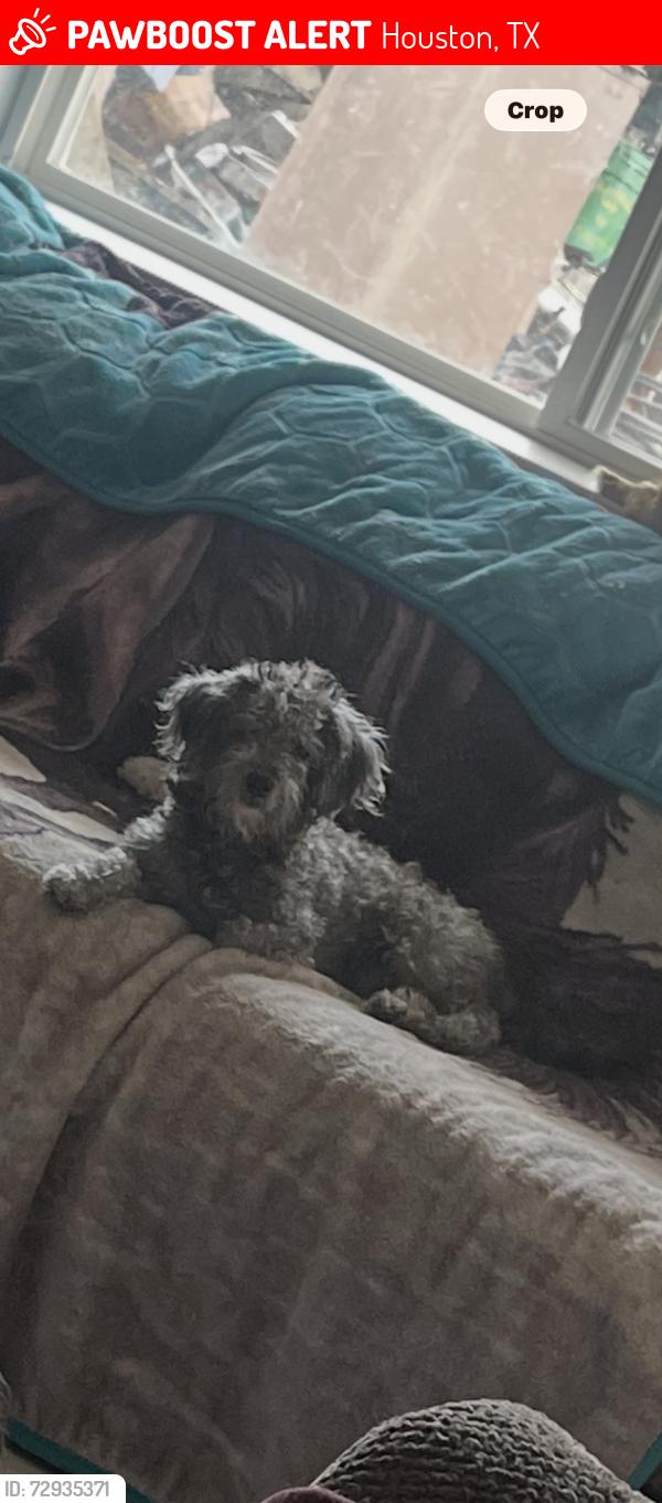 Lost Female Dog last seen Waldo, Houston, TX 77074