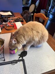 Found/Stray Male Cat last seen Near oakes ave, Everett, WA 98201