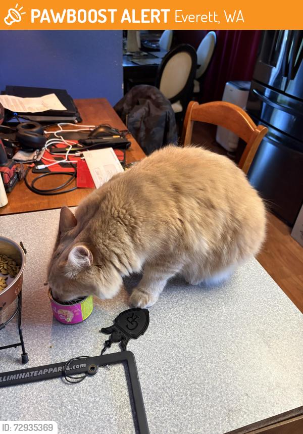 Found/Stray Male Cat last seen Near oakes ave, Everett, WA 98201