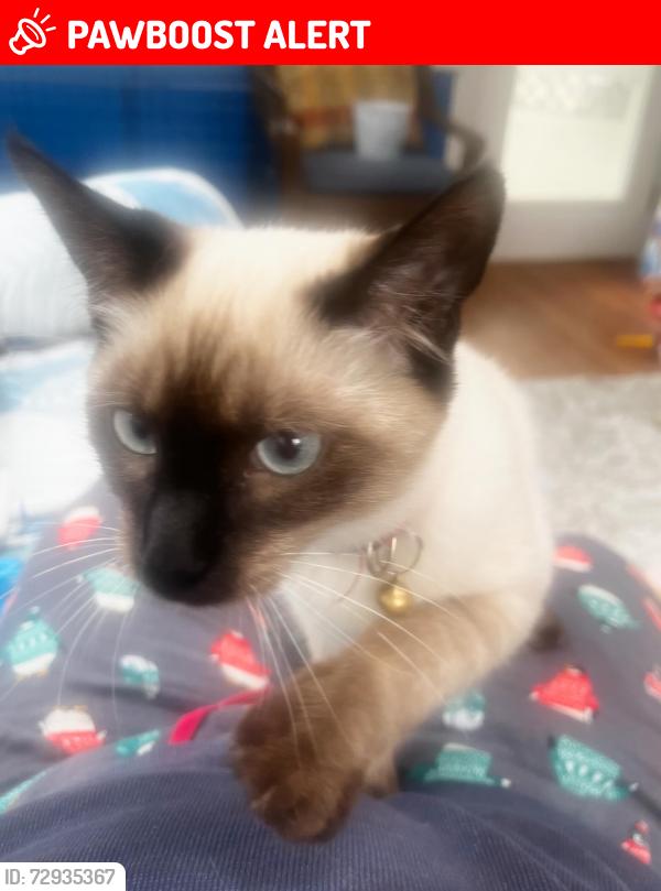 Lost Male Cat last seen gate post lane , Gwinnett County, GA 30044