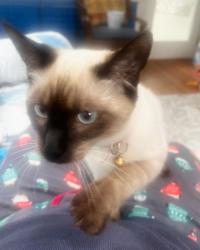 Lost Male Cat last seen gate post lane , Gwinnett County, GA 30044