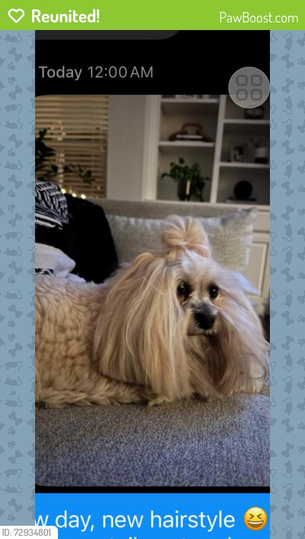 Reunited Female Dog last seen Rushmore /Lebanon , Frisco, TX 75034