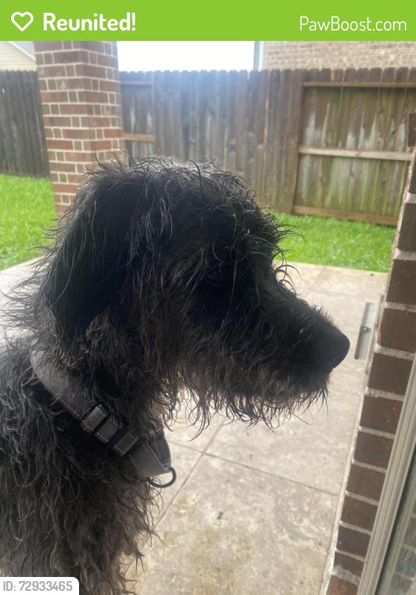 Reunited Male Dog last seen Silent Walk Drive & Silent Walk Court, Pearland, TX 77584