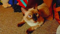 Lost Male Cat last seen 34th and valmont, Boulder, CO 80301