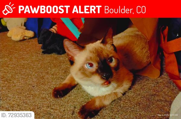 Lost Male Cat last seen 34th and valmont, Boulder, CO 80301