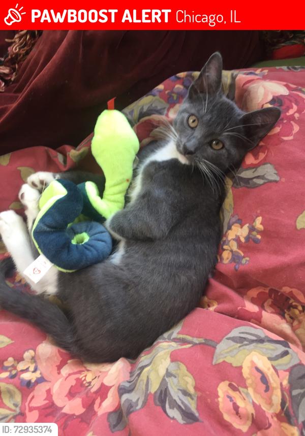 Lost Male Cat last seen Montrose and Long, Chicago, IL 60641