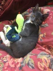 Lost Male Cat last seen Montrose and Long, Chicago, IL 60641