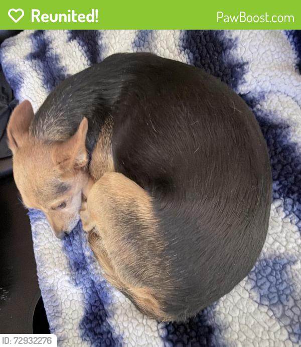 Reunited Female Dog last seen Westeria & Bonview, Ontario, CA 91761
