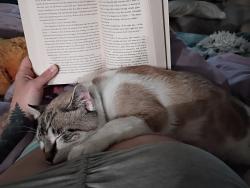 Reunited Male Cat last seen 17th & Grant, Vancouver, WA 98660