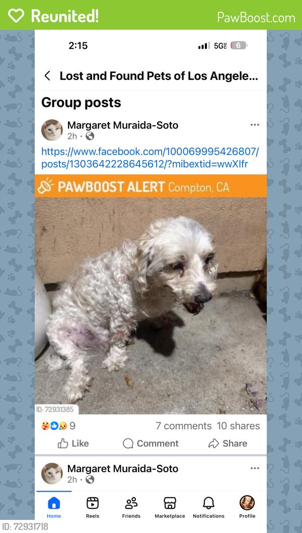 Reunited Male Dog last seen Compton, CA, USA, Compton, CA 90220