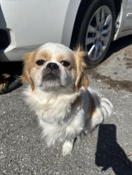 Reunited Female Dog last seen Near Wellington Ave, Indianapolis, IN 46226, USA, Indianapolis, IN 46226