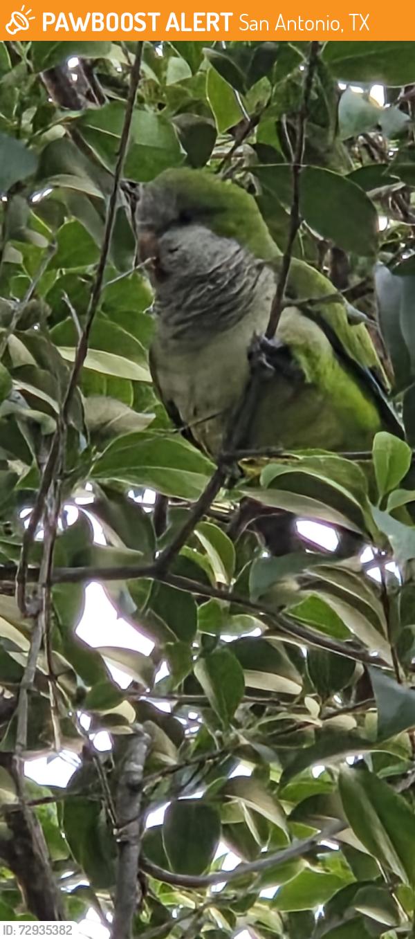 Found/Stray Unknown Bird last seen Hartsell, San Antonio, TX 78211