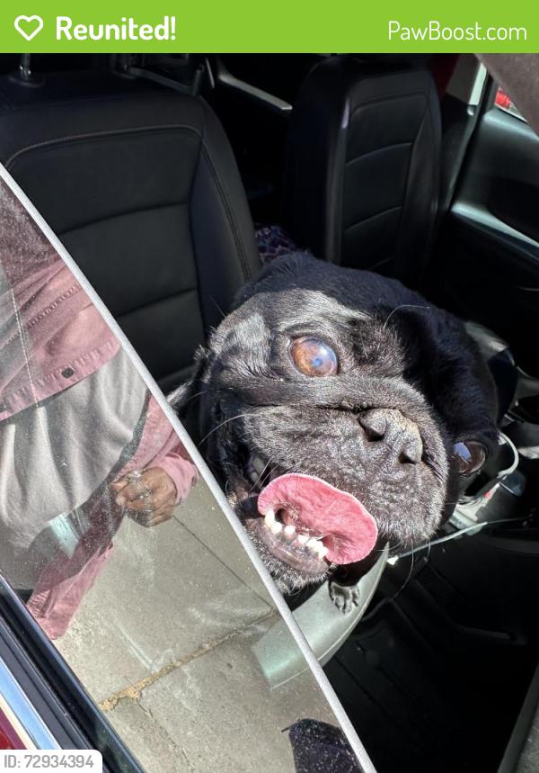 Reunited Male Dog last seen Tramway, Albuquerque, NM 87112
