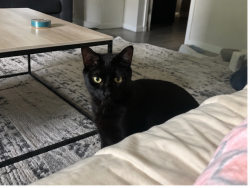 Lost Male Cat last seen 6th street by US1, Hallandale Beach, FL 33009