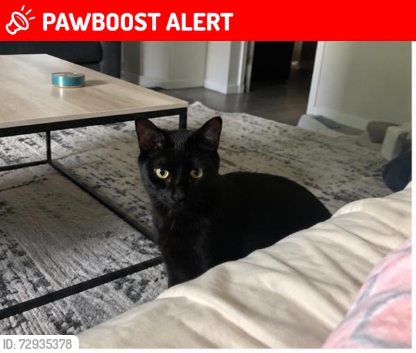 Lost Male Cat last seen 6th street by US1, Hallandale Beach, FL 33009