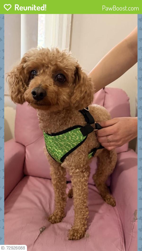 Reunited Female Dog last seen Union boulevard , Allentown, PA 18109