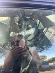 Found/Stray Female Dog last seen Ocean Park Blvd & 11th St, Santa Monica, CA 90405