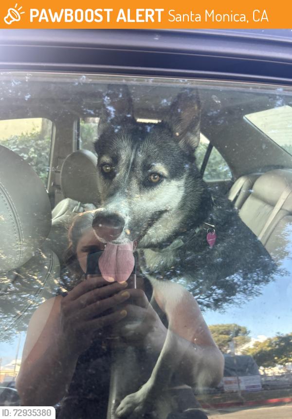 Found/Stray Female Dog last seen Ocean Park Blvd & 11th St, Santa Monica, CA 90405