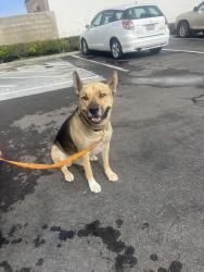 Found/Stray Male Dog last seen 7/11 katella & haster, Anaheim, CA 92805