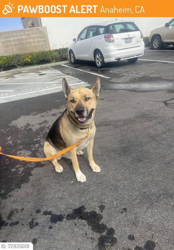 Found/Stray Male Dog last seen 7/11 katella & haster, Anaheim, CA 92805