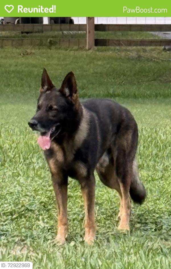 Reunited Male Dog last seen Near Bridle Path Drive, Lakeland, FL 33810