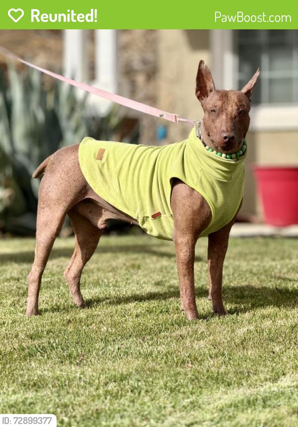 Reunited Male Dog last seen Bakersfield by McDonalds , Bakersfield, CA 93301