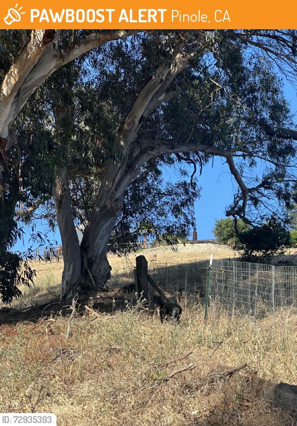 Found/Stray Unknown Dog last seen appian & belden. than ran up hill behind mans home with large wooden cross, Pinole, CA 94564