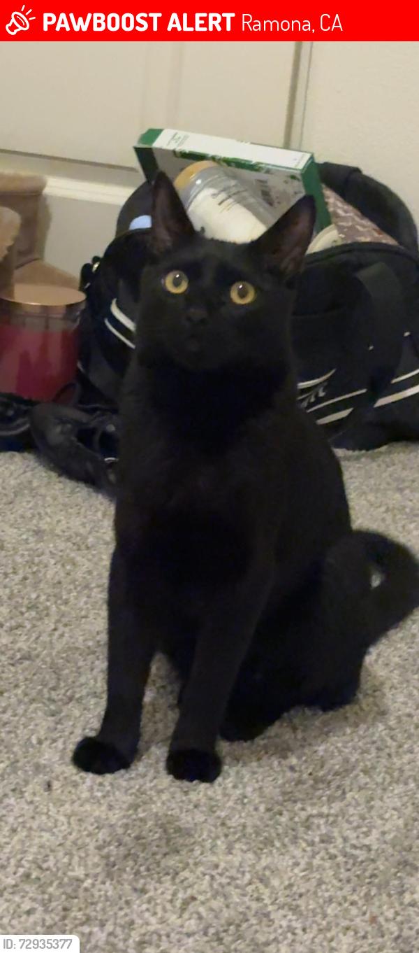 Lost Male Cat last seen La brea st, N ramona st, robertson st., Ramona, CA 92065