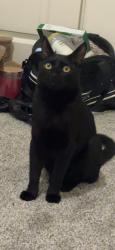 Lost Male Cat last seen La brea st, N ramona st, robertson st., Ramona, CA 92065