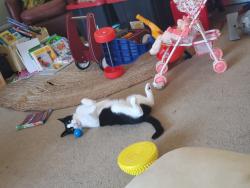 Reunited Male Cat last seen Pino Drive and Laurel Street, Lakeside, CA 92040