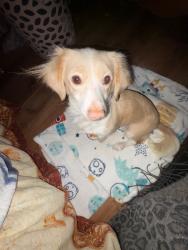 Reunited Female Dog last seen Near Wilkie Ct, Granite Falls, NC 28630, USA, Granite Falls, NC 28630