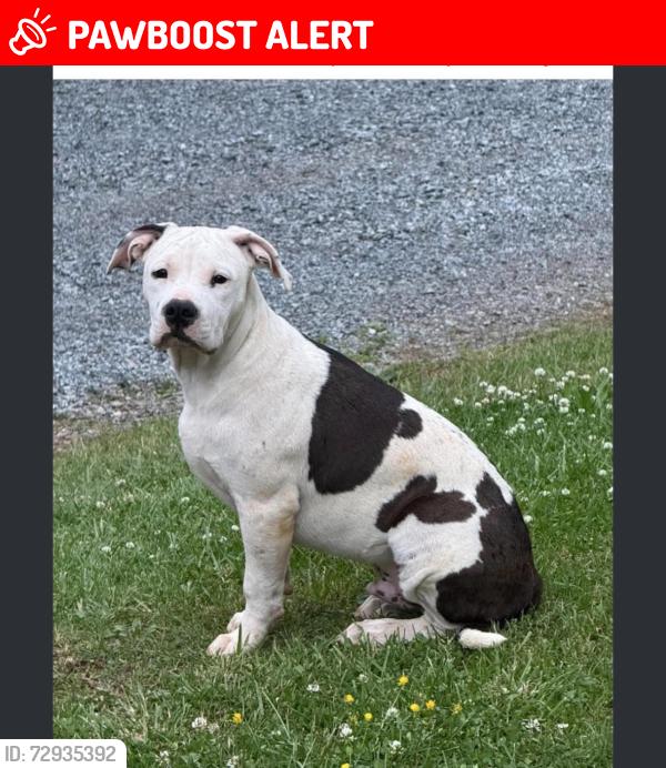 Lost Male Dog last seen Oscar rd, Alleghany County, NC 28663