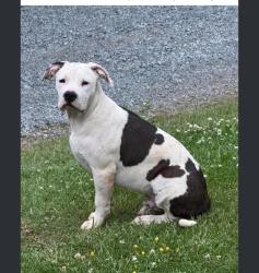 Lost Male Dog last seen Oscar rd, Alleghany County, NC 28663