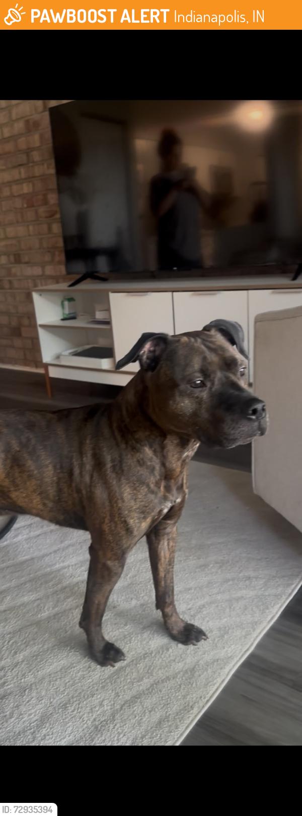 Found/Stray Male Dog last seen Walmart , Indianapolis, IN 46240