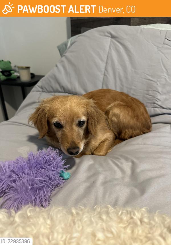 Found/Stray Female Dog last seen Near W Colfax Ave, By Capitol Hill/Civiv Center Call Caden:, Denver, CO 80204