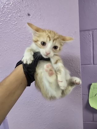 Shelter Stray Female Cat last seen Near lakewood, CITY of El Paso, TX, Fort Bliss, TX 79906