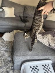 Lost Male Cat last seen Fairoak Court and hidden lake, Naperville, IL 60565