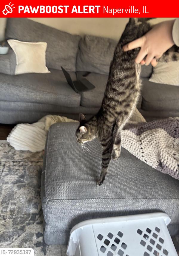 Lost Male Cat last seen Fairoak Court and hidden lake, Naperville, IL 60565