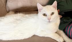 Reunited Female Cat last seen Sunset Hills near Our Lady of Grace Catholic Church on Market , Greensboro, NC 27403