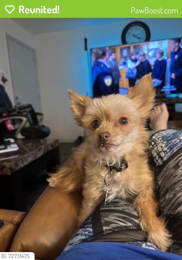 Reunited Female Dog last seen Villas de Mirasol apmts , Roswell, GA 30076