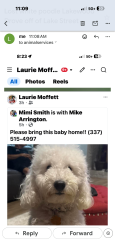 Lost Male Dog last seen Lake Street / west school , Lake Charles, LA 70605