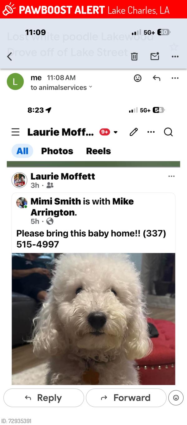 Lost Male Dog last seen Lake Street / west school , Lake Charles, LA 70605