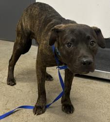 Shelter Stray Male Dog last seen Cleveland, OH 44120, Cleveland, OH 44102