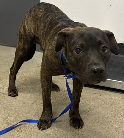 Shelter Stray Male Dog last seen Cleveland, OH 44120, Cleveland, OH 44102