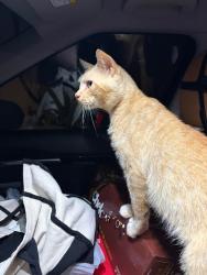 Found/Stray Male Cat last seen Golf Links Blvd and 54, Zephyrhills, FL 33541