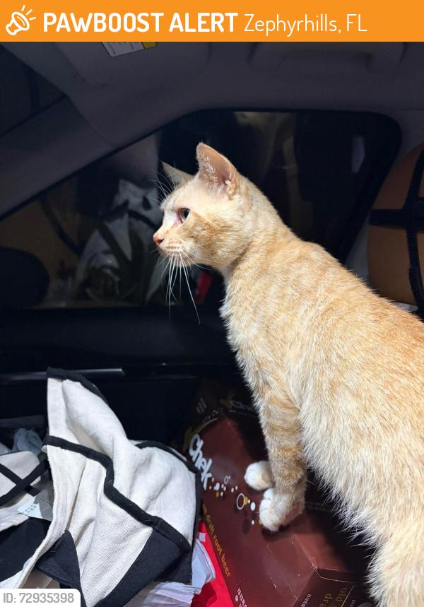 Found/Stray Male Cat last seen Golf Links Blvd and 54, Zephyrhills, FL 33541