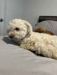 Found/Stray Male Dog last seen Near W Colfax Ave, By Capitol Hill/Civiv Center  Call Caden:, Denver, CO 80204