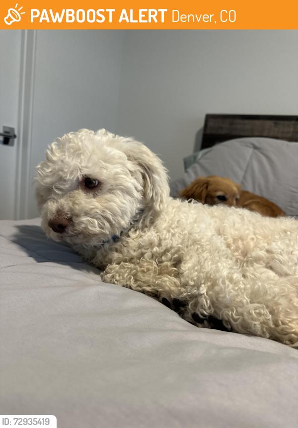 Found/Stray Male Dog last seen Near W Colfax Ave, By Capitol Hill/Civiv Center Call Caden:, Denver, CO 80204